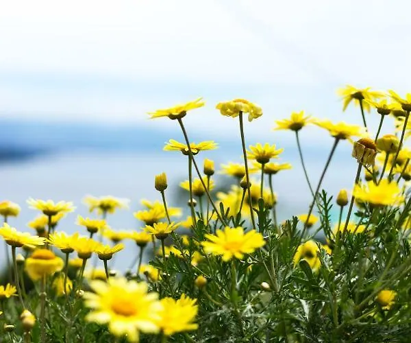 Apartment Lejlighed Opatija